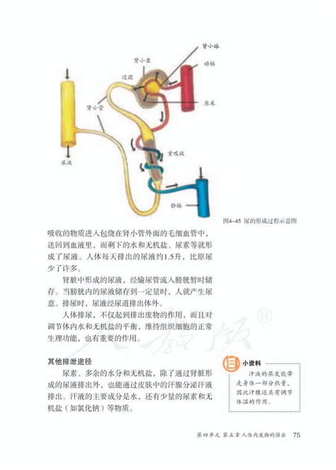 第五章 人体内废物的排出2012年审定人教版七年级生物下册（高清）初中课本 中学课本网