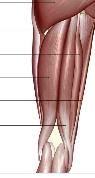 Hamstring Muscle Group Human Bio Diagram Quizlet