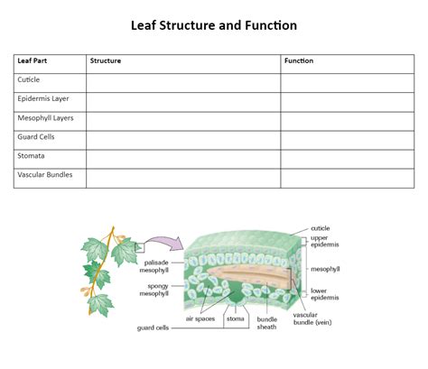 Solved Leaf Structure and Function | Chegg.com