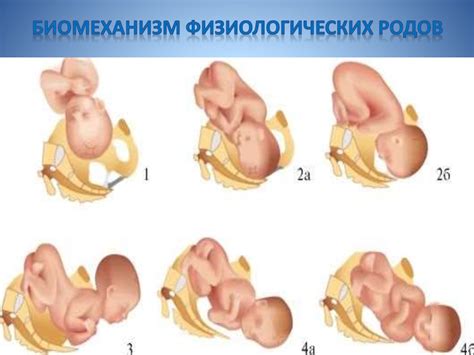 Беременность и роды - презентация онлайн