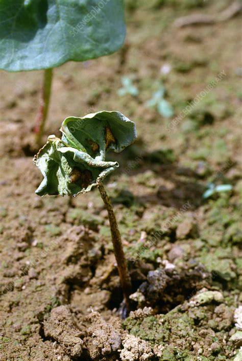 Diseased Cotton Seedling Stock Image B2750104 Science Photo Library