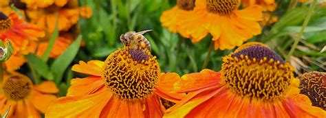 Fascination Of Plants Day Rgu