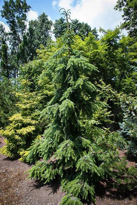 Serbian Spruce Picea Omorika Pendula Bruns Picea Off