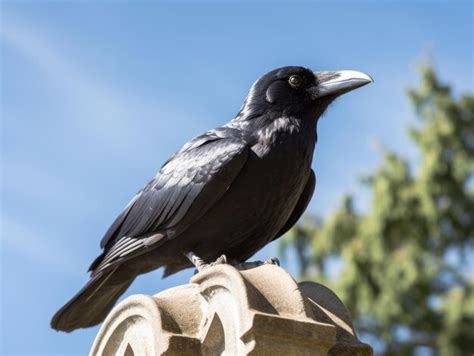 Premium Ai Image Crow Perched On The Sculpture