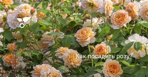 Как посадить розу? Правильная посадка роз. Фото — Ботаничка