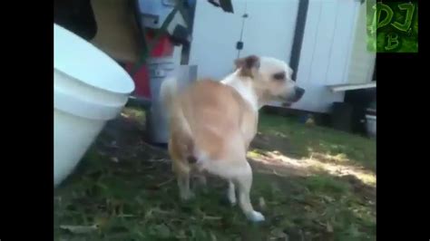 Funny Animals Farting compilation - One News Page VIDEO