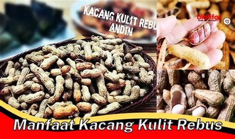 Temukan Manfaat Kacang Kulit Rebus Yang Jarang Diketahui Biotifor