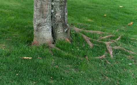 Comment empêcher les racines d un arbre de pousser dans la pelouse 3