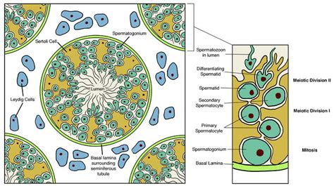 Sex Hormones Human Physiology