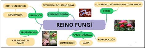 Mapa Mental Del Reino Fungi Tesmapa Aria Art The Best Porn Website