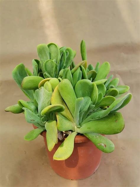 Kalanchoe Oricola F Mostruosa Siracactus Succulente