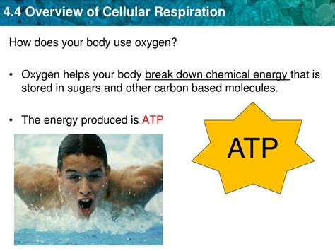 Ppt Set Up Cornell Notes On Pg Topic Intro To Cellular