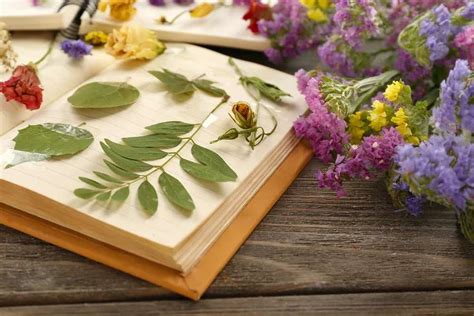 Bonnes Raisons De Faire Un Herbier En Famille