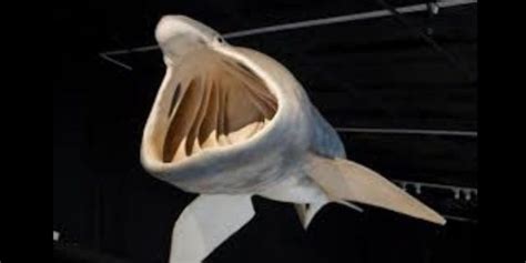 12 Amazing Basking Shark Facts, Types of Sharks