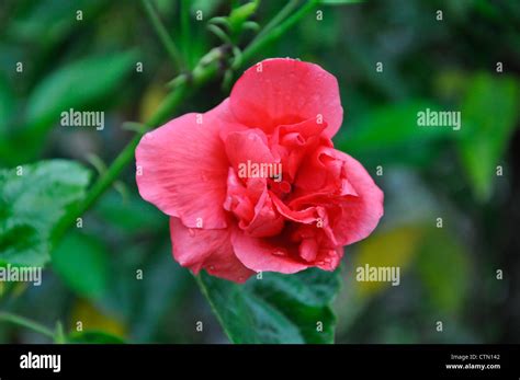 Bunga raya hi-res stock photography and images - Alamy