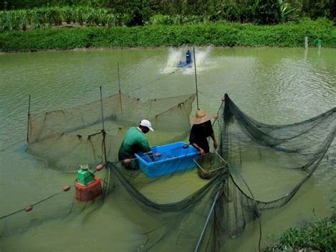 Giant river prawns: a fresh approach for global shrimp farming? | The ...