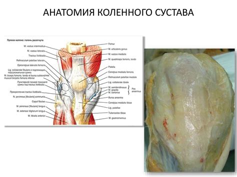 Основы хирургической анатомии и обследование пациента с патологией ...
