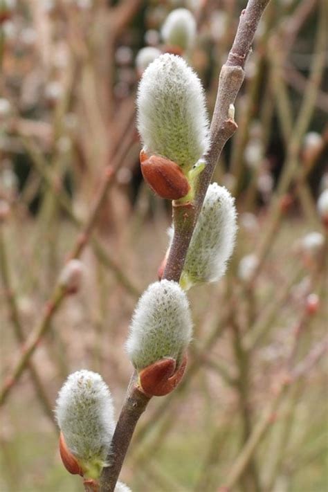 Buy American Pussy Willow FREE SHIPPING Wilson Bros 1 Gallon Pot For Sale