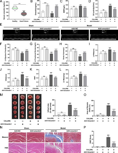 Fat Specific Omentin Overexpression Ameliorated Cardiac Function And