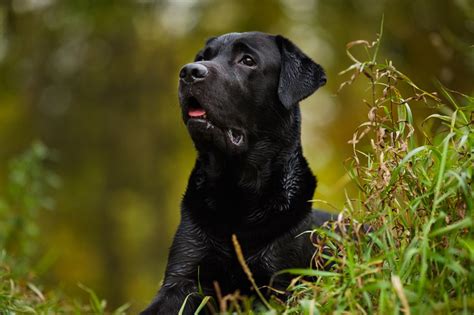 ticks  dogs  complete guide symptoms treatments dr bills
