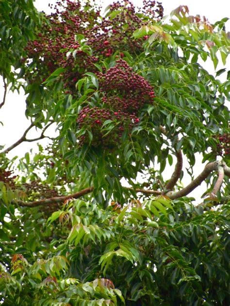 1784 Philippine Tree Of The Month Piris