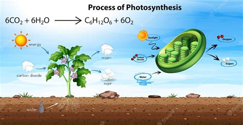 Free Vector | Process of photosynthesis diagram