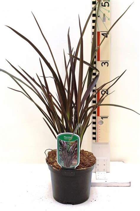 Phormium Dark Delight — Plant Wholesale Floraccess