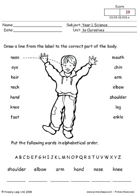 2nd Grade Human Body Worksheets