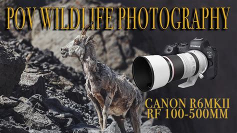 Wildlife Photography With The Canon R6 Mk Ii And Rf 100 500mm Youtube