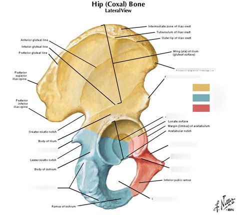 Pelvic anatomy Diagram | Quizlet