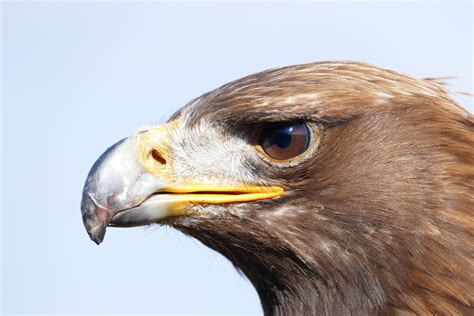 Wallpaper Id 294694 Bald Eagle Raptor Head Close Adler Bird Of Prey