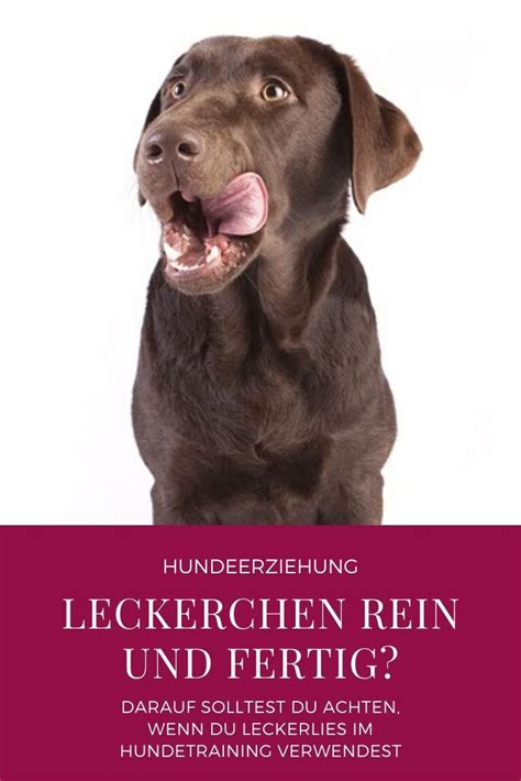 Richtig Belohnen Im Hundetraining H Ndchen Training Hundetraining