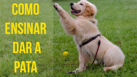 Como Ensinar O Cachorro A Dar A Pata Fot Grafo De C Es Youtube