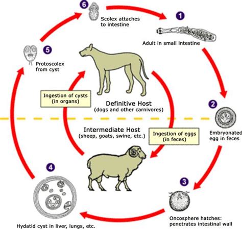 Echinococcosis Alchetron The Free Social Encyclopedia