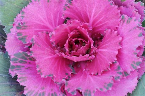 Pink Colored Decorative Cabbage in the Garden Stock Image - Image of water, vegetables: 96457649