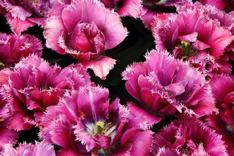 Purple Carnation Meaning Symbolism Calmness Creativity