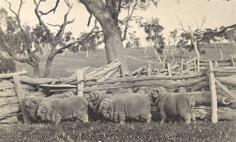 Industrial Revolution In Australia Impact On The Wool Industry Inside The Collection