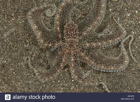 Octopus Camouflage High Resolution Stock Photography And Images Alamy