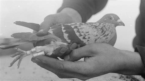 A Incr Vel Hist Ria Do Bilhete De Soldado Enviado Por Pombo Correio Que