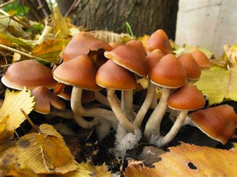 Psilocybe azurescens - Alchetron, The Free Social Encyclopedia