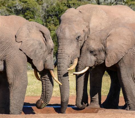 1 470 African Savanna Watering Hole Stock Photos Free Royalty Free