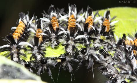 Milkweed Tussock Moth Caterpillars - North American Insects & Spiders