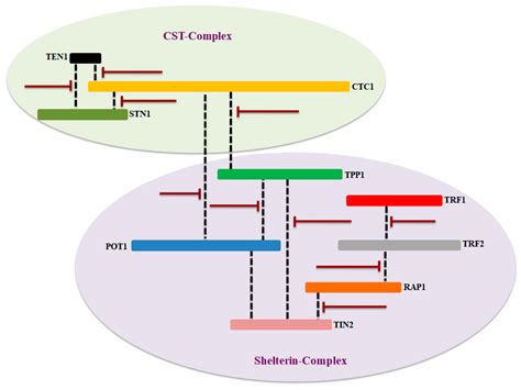 Structural Features of Nucleoprotein CST/Shelterin Complex Involved in