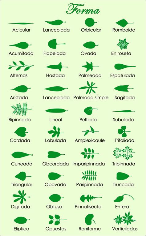 Clasificacion y tipos de hojas de plantas