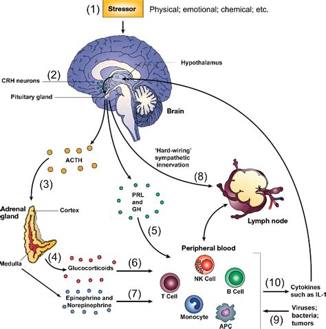 Figure 1.1 from Hormones, Brain and Behavior, 5 volumes, 2nd edition, W. Donald, Pfaff, H ...