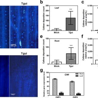 Callose deposition and cell wall reinforcement of maize colonized by ...