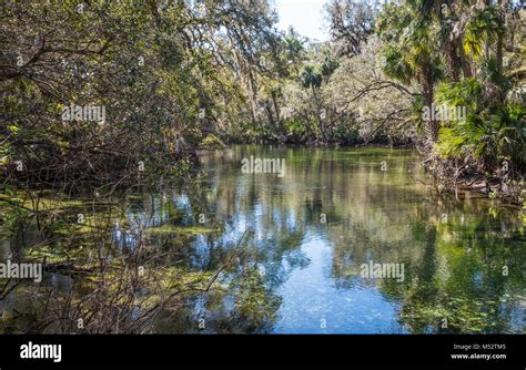 The Natural Beauty Of Blue Spring Inlet Along The St Johns River At Blue Spring State Park A