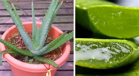 Come Coltivare Al Meglio Laloe Vera E Come Estrarre Facilmente Il