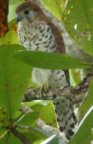 Mauritius Kestrel - Falco punctatus