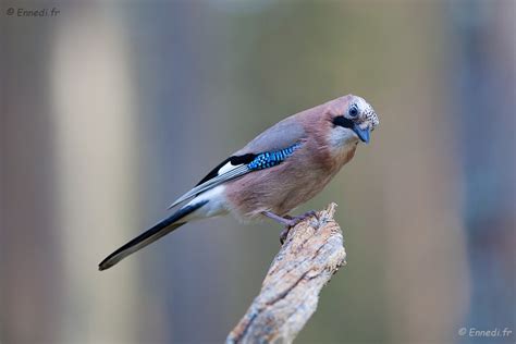 Les Oiseaux De La Forêt Boréale